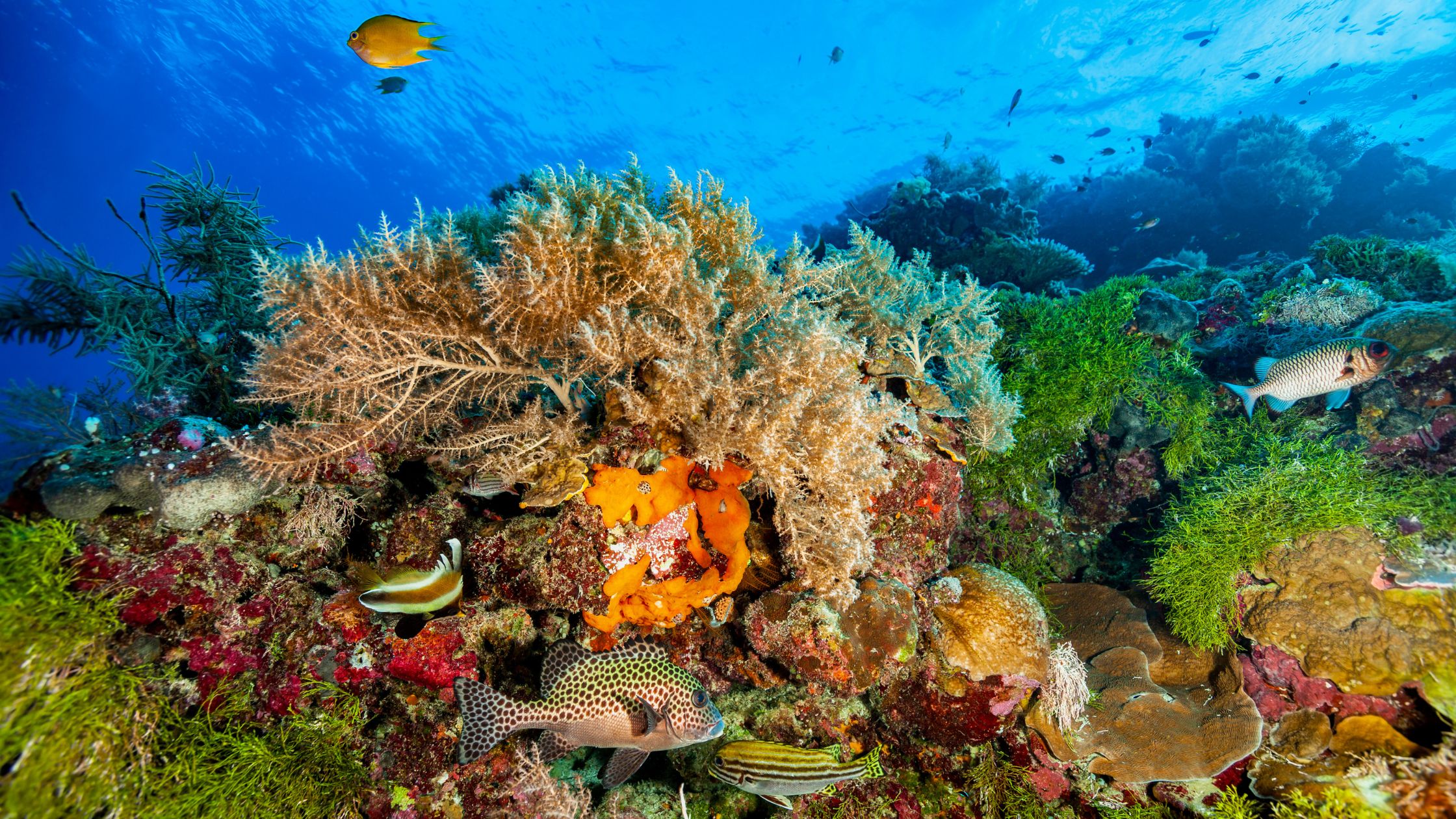 Palau Blue Corner Reef